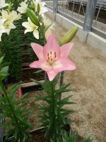 [5064 Moleto No01.JPG]